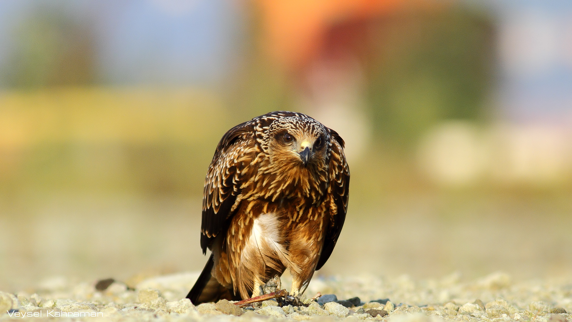 Kara çaylak » Black Kite » Milvus migrans