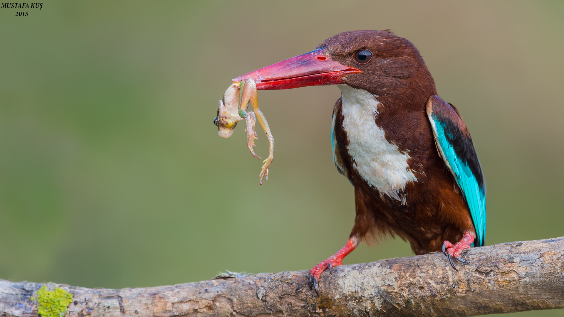 İzmir yalıçapkını » White-throated Kingfisher » Halcyon smyrnensis