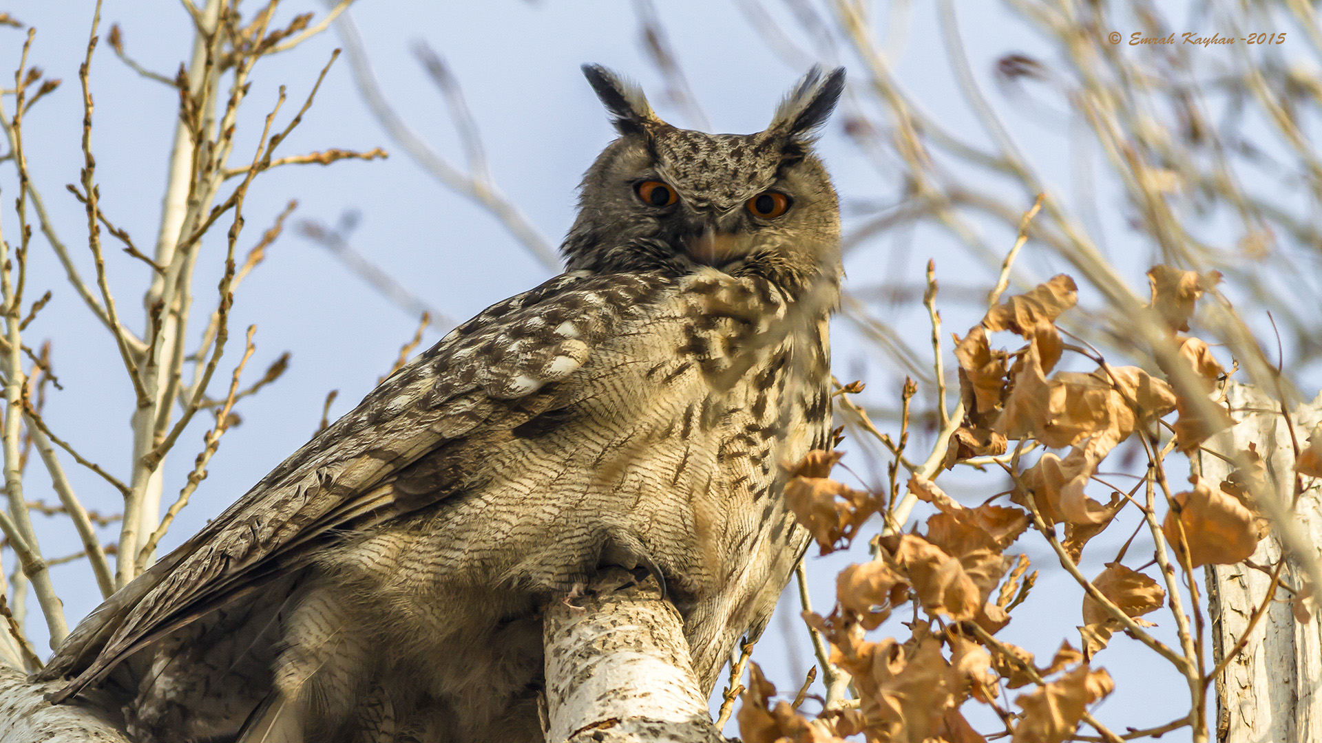 Puhu » Eurasian Eagle-Owl » Bubo bubo