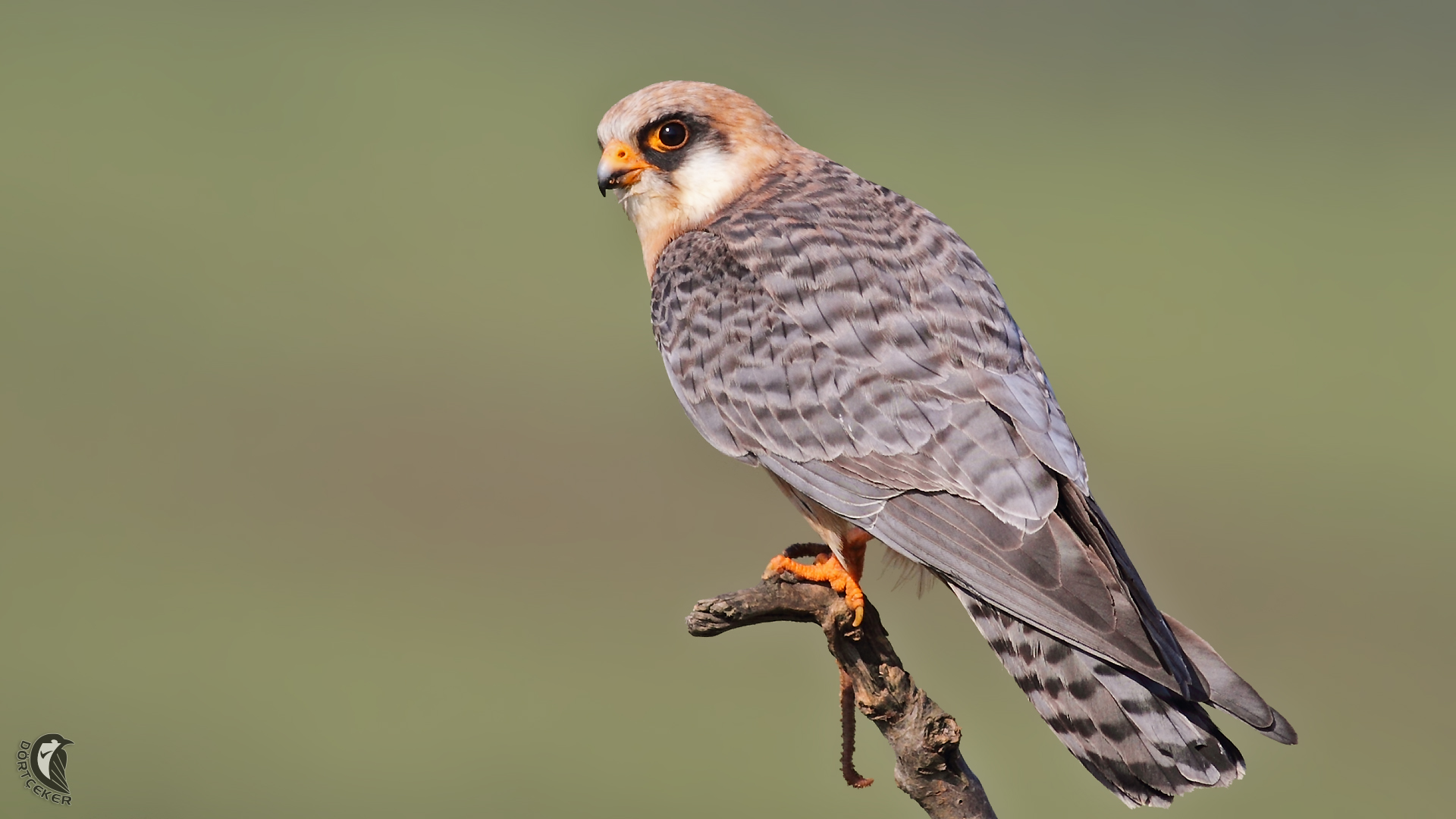 Ala doğan » Red-footed Falcon » Falco vespertinus