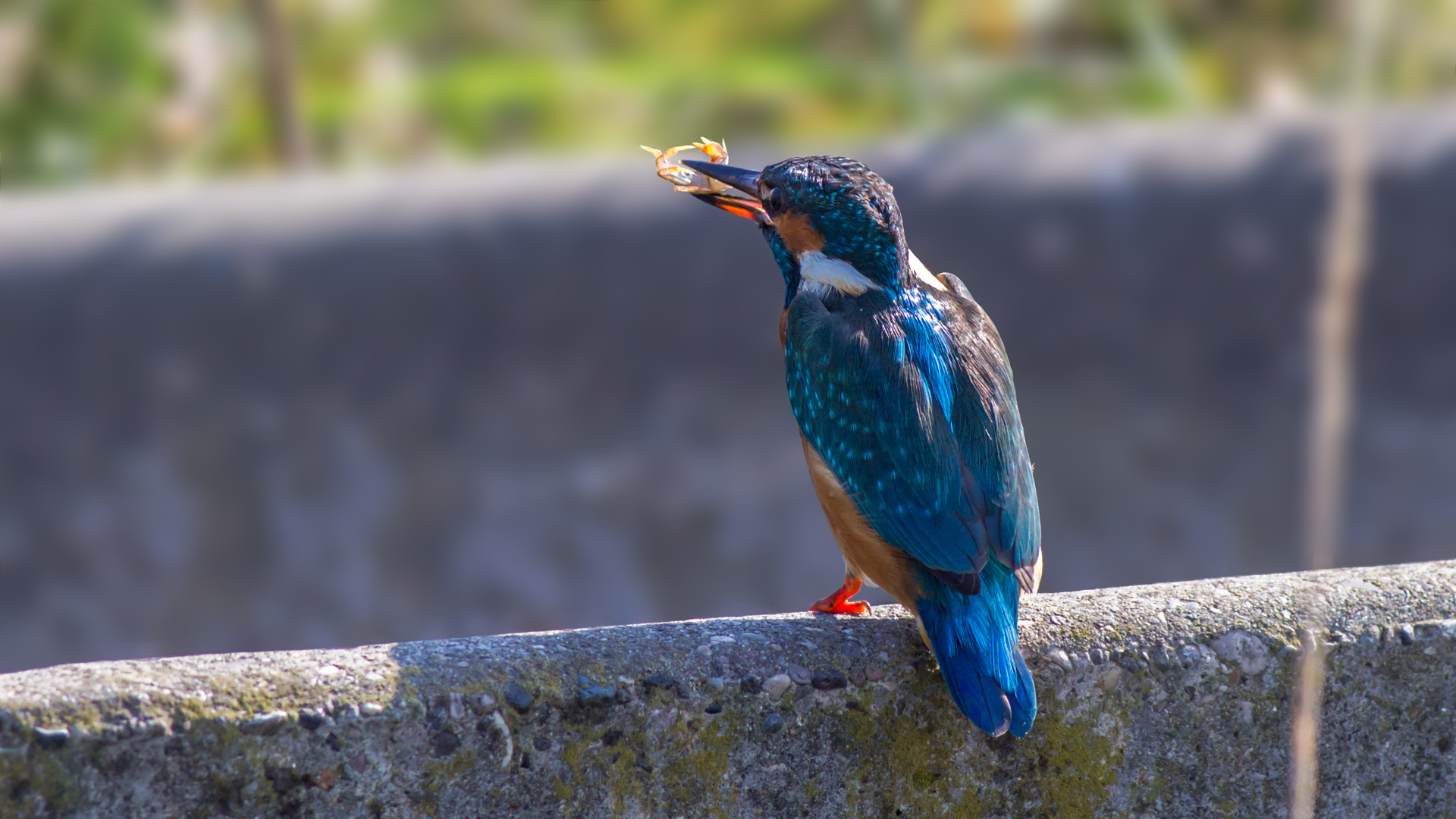 Yalıçapkını » Common Kingfisher » Alcedo atthis