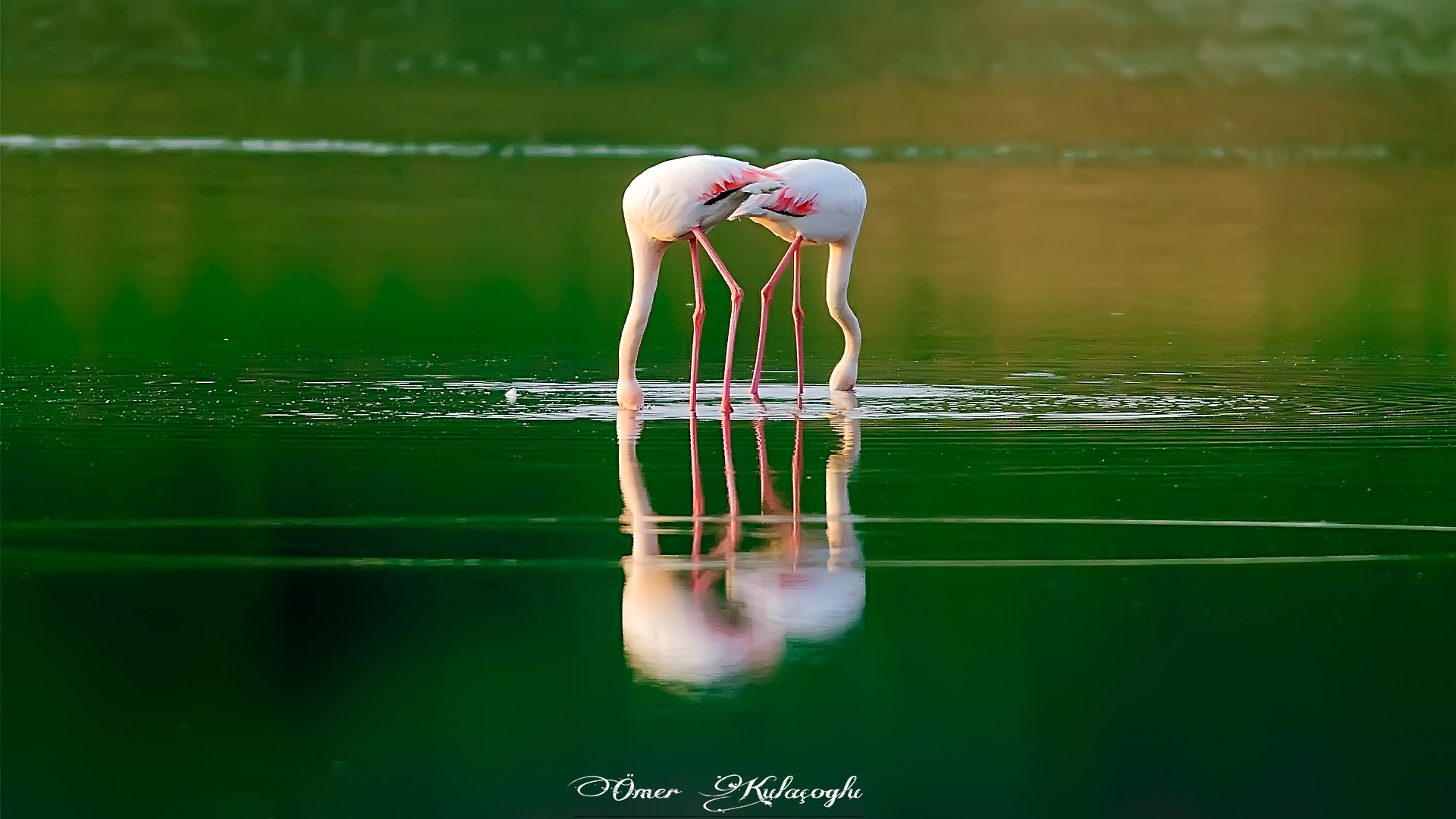 Flamingo