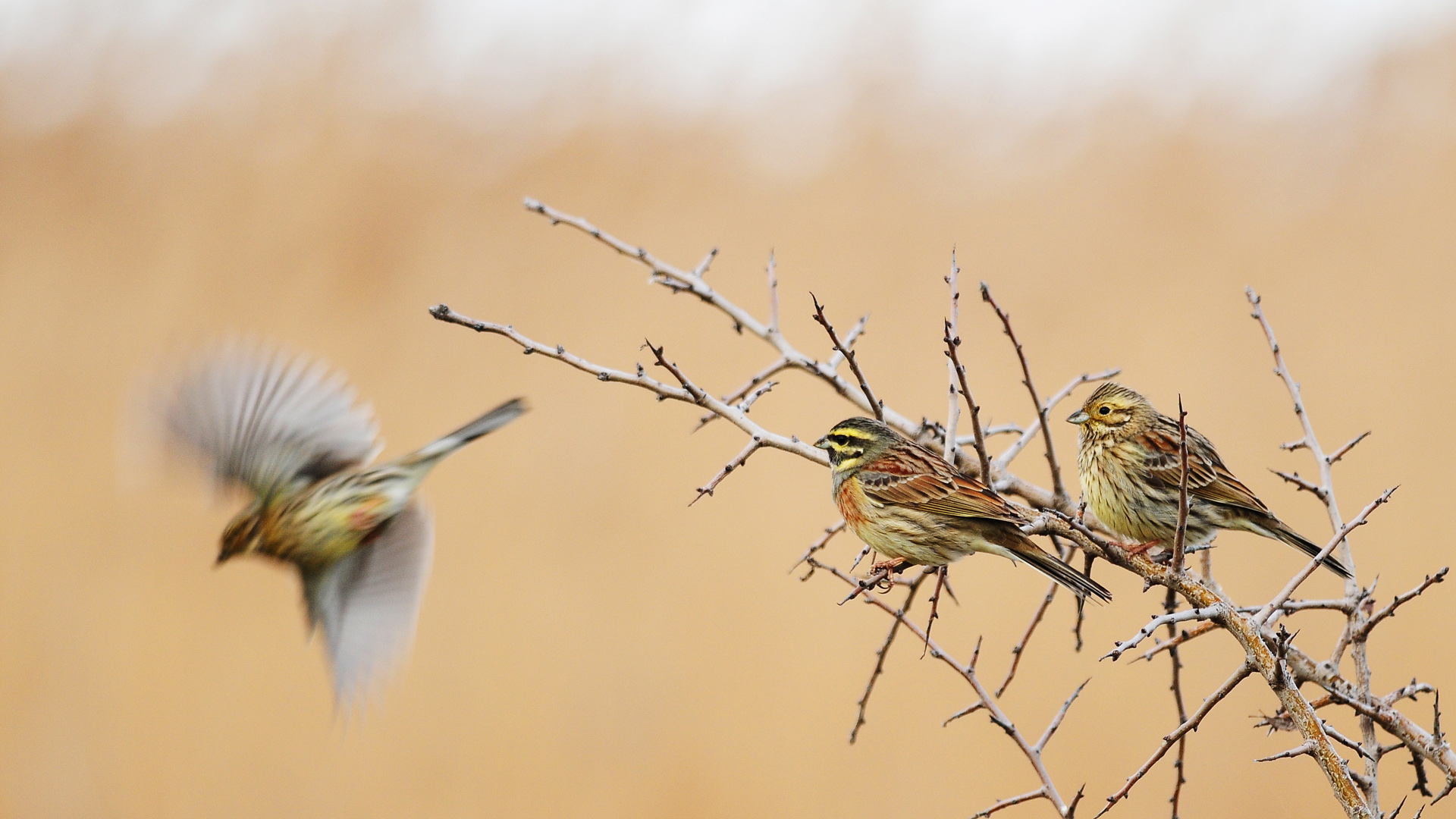 Bahçe kirazkuşu » Cirl Bunting » Emberiza cirlus