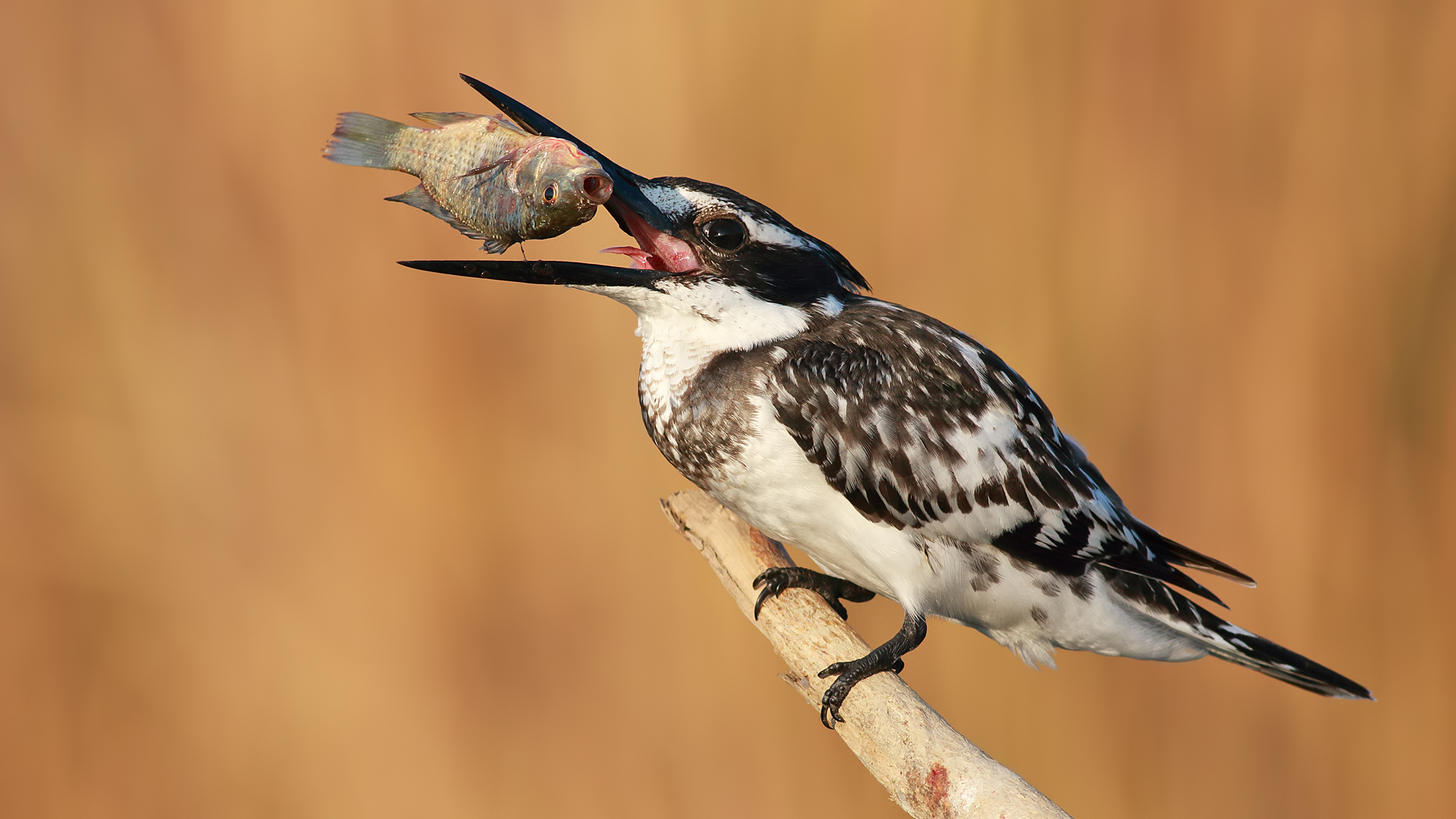 Alaca yalıçapkını » Pied Kingfisher » Ceryle rudis