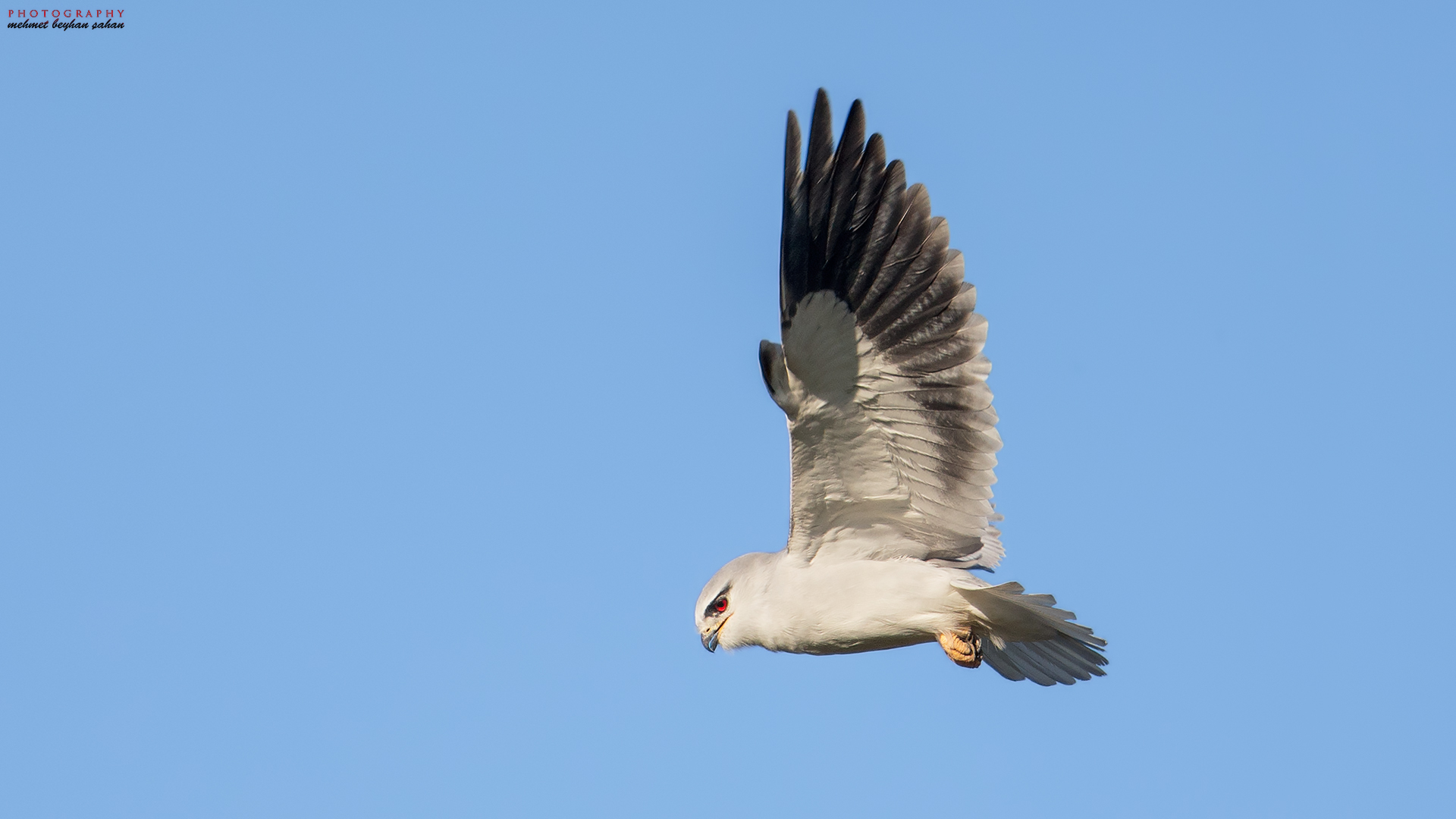 Ak çaylak » Black-winged Kite » Elanus caeruleus