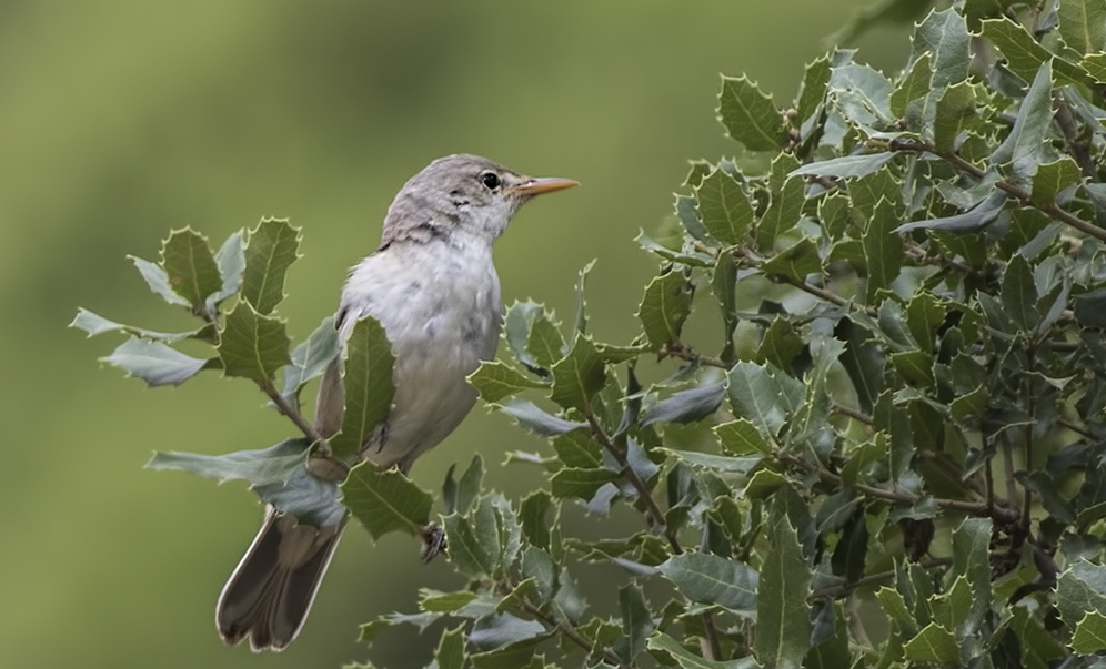 Zeytin mukallidi