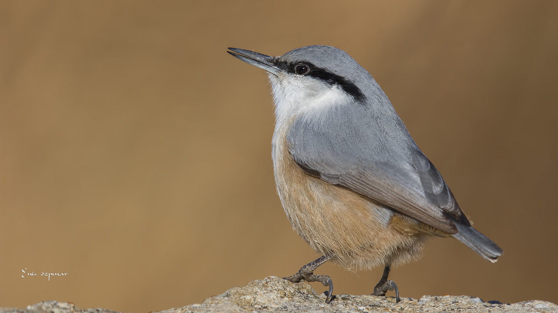 Kaya sıvacısı » Western Rock Nuthatch » Sitta neumayer