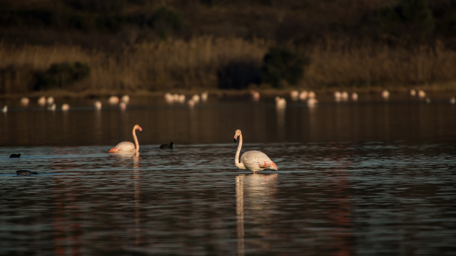 Flamingo