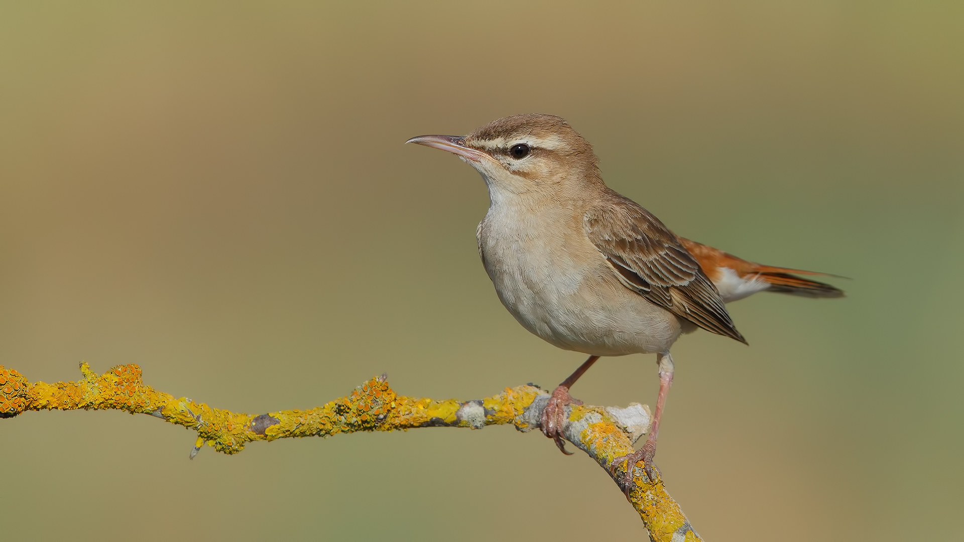 Çalıbülbülü » Rufous-tailed Scrub Robin » Cercotrichas galactotes