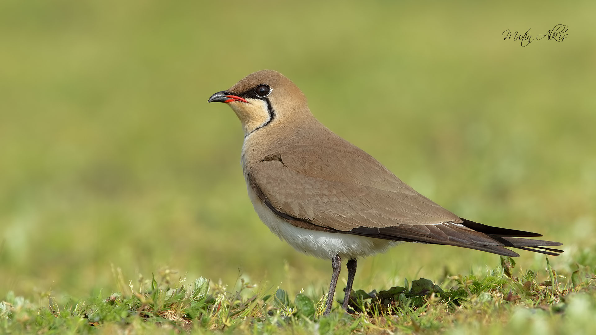 Bataklıkkırlangıcı » Collared Pratincole » Glareola pratincola