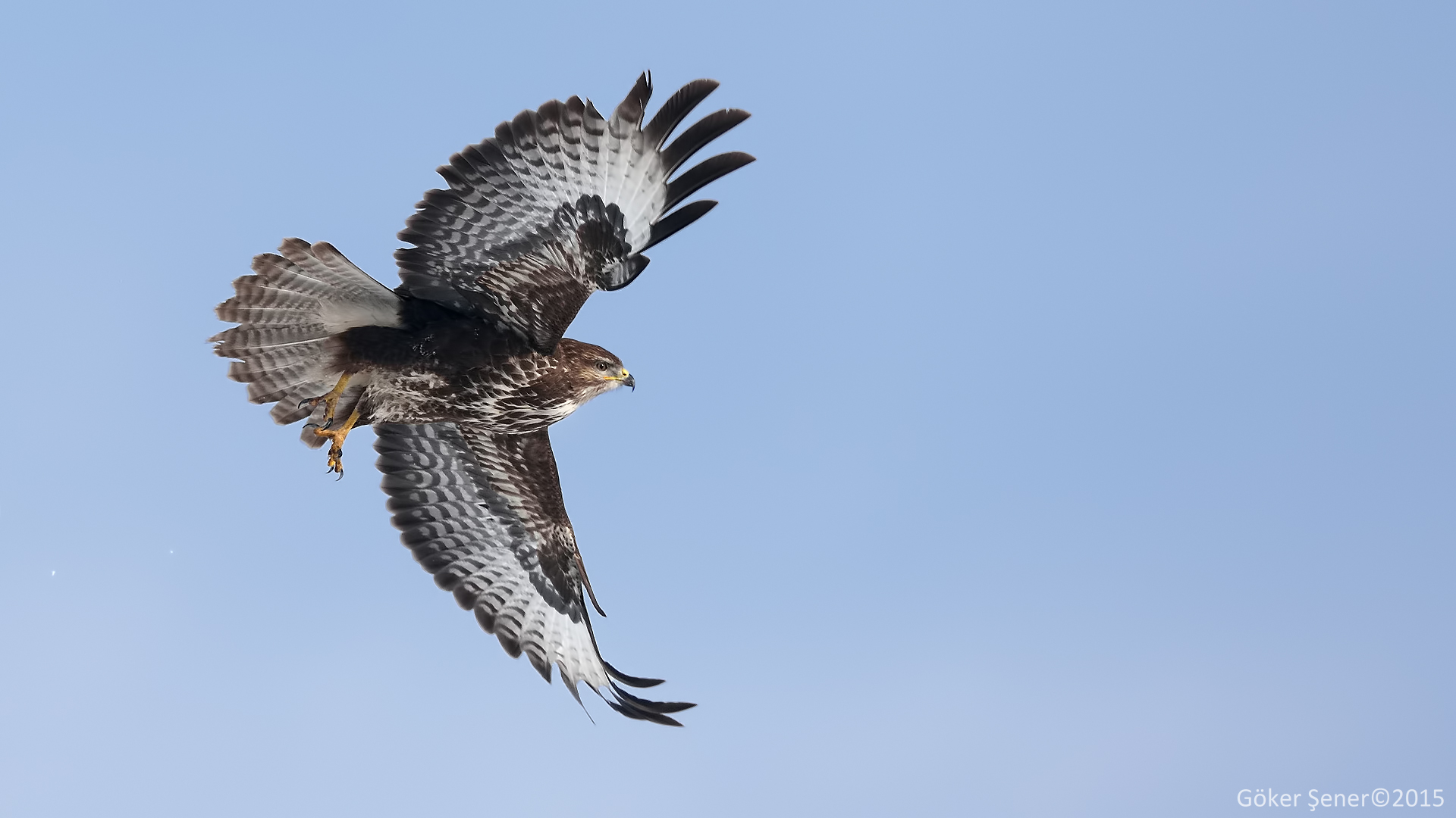 Şahin » Common Buzzard » Buteo buteo