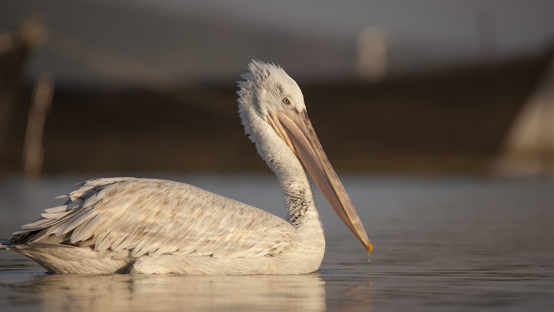 Tepeli pelikan » Dalmatian Pelican » Pelecanus crispus