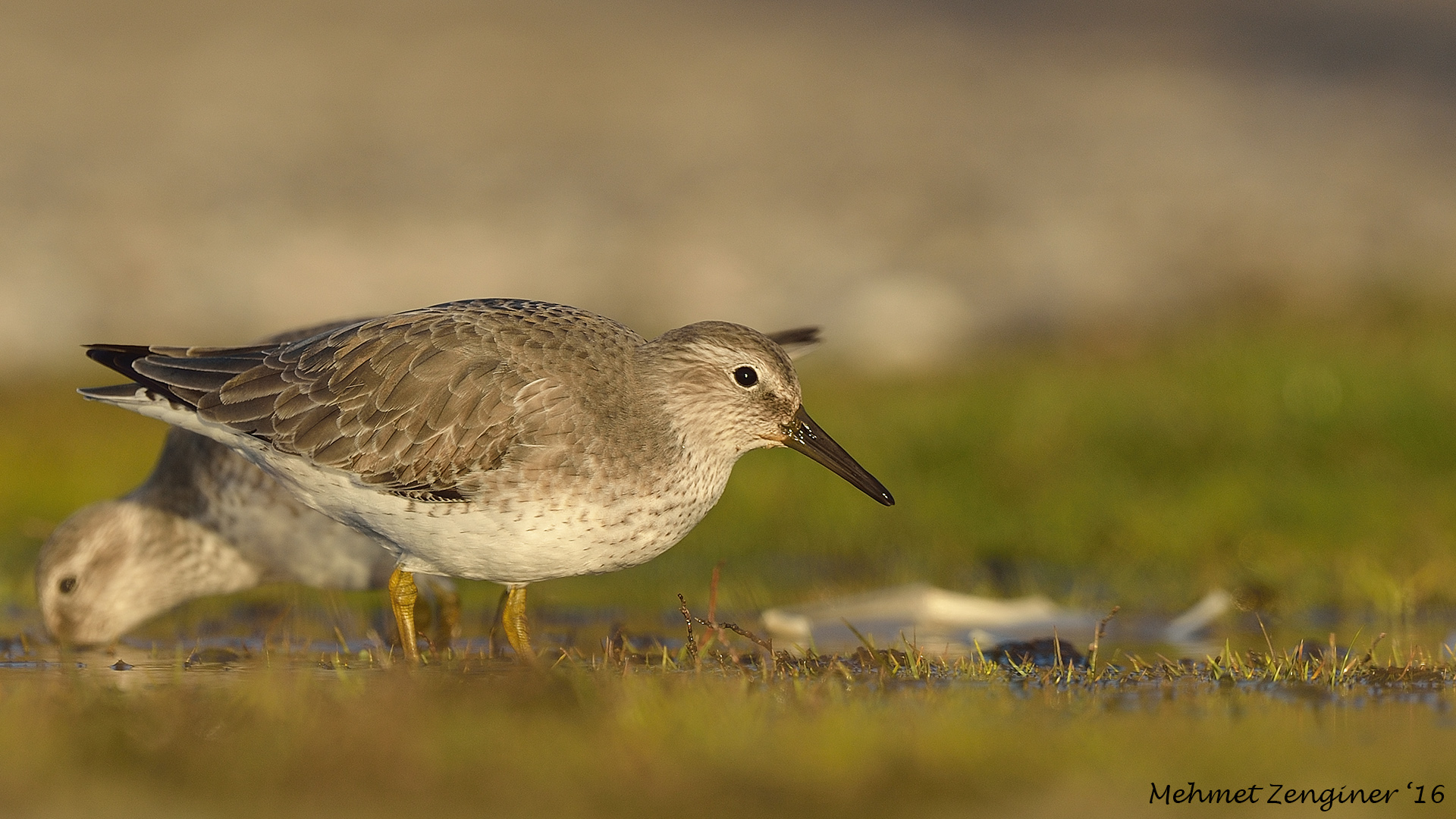 Büyük kumkuşu » Red Knot » Calidris canutus