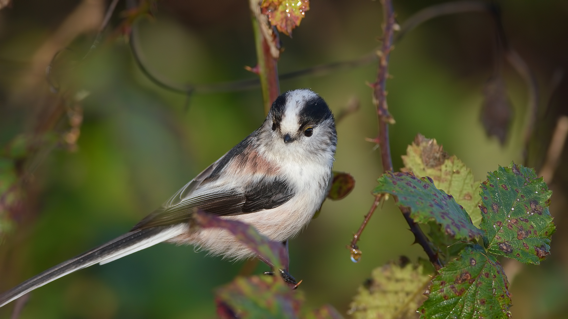 Uzunkuyruklu baştankara » Long-tailed Tit » Aegithalos caudatus