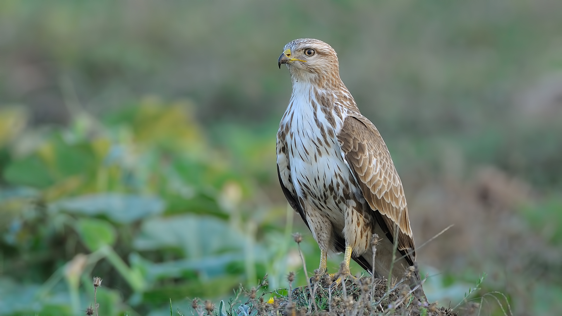 Şahin » Common Buzzard » Buteo buteo