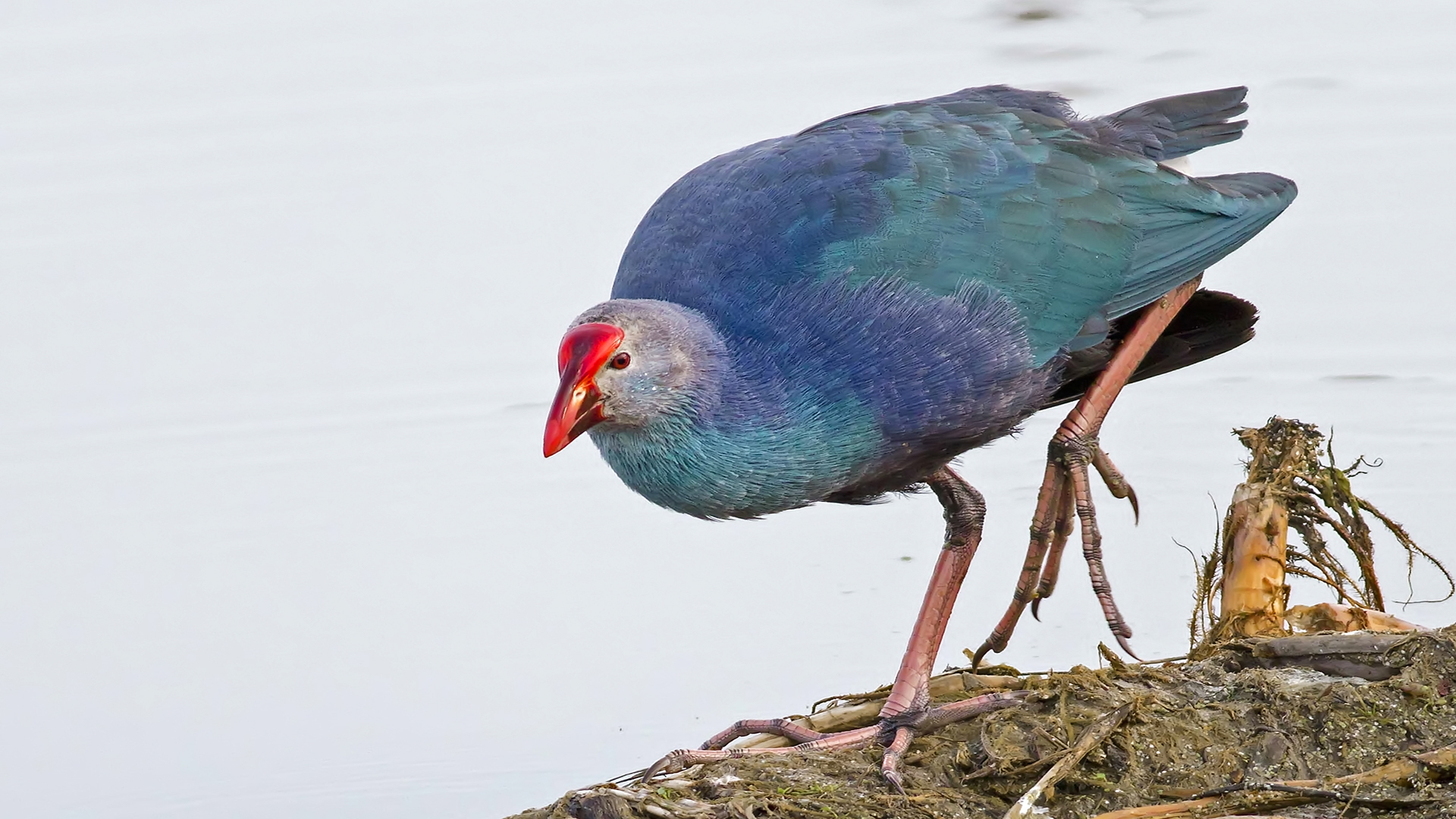 Sazhorozu » Purple Swamphen » Porphyrio porphyrio