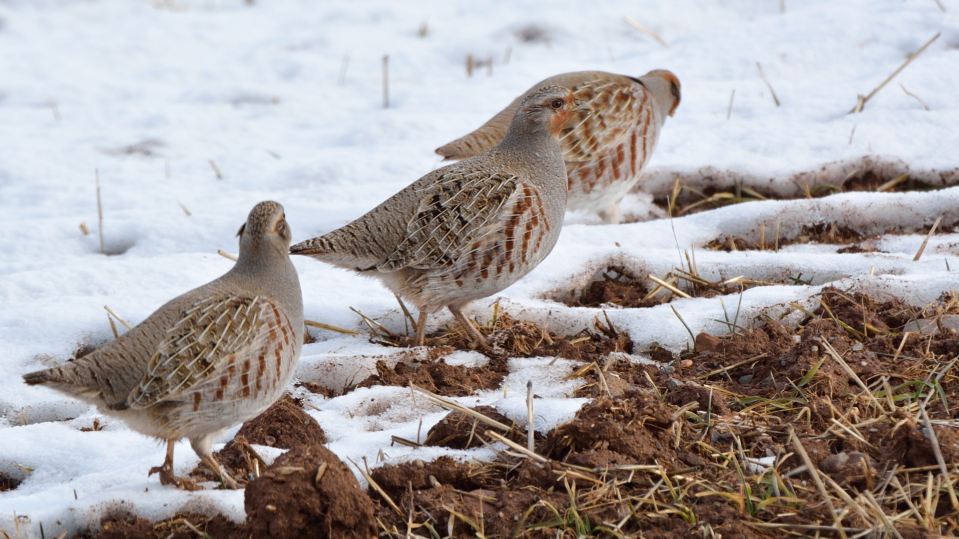 Çilkeklik » Grey Partridge » Perdix perdix