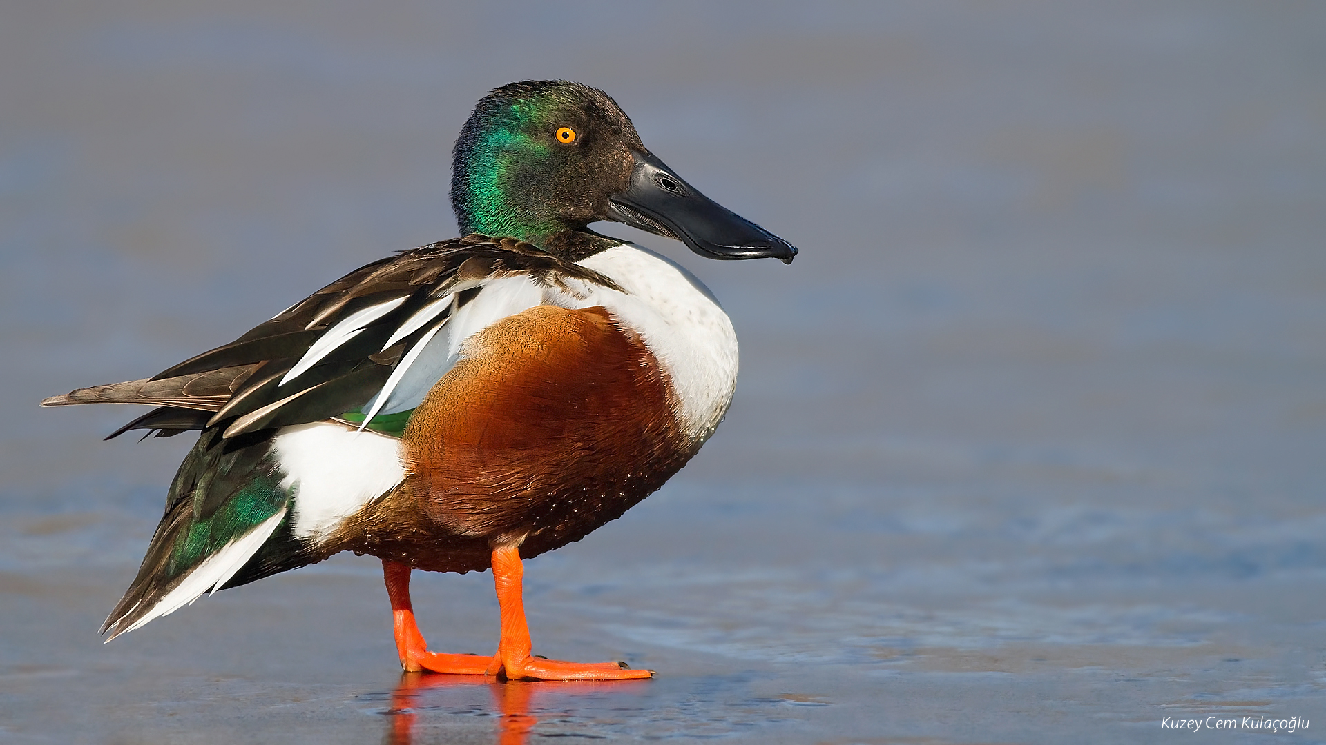 Kaşıkgaga » Northern Shoveler » Spatula clypeata