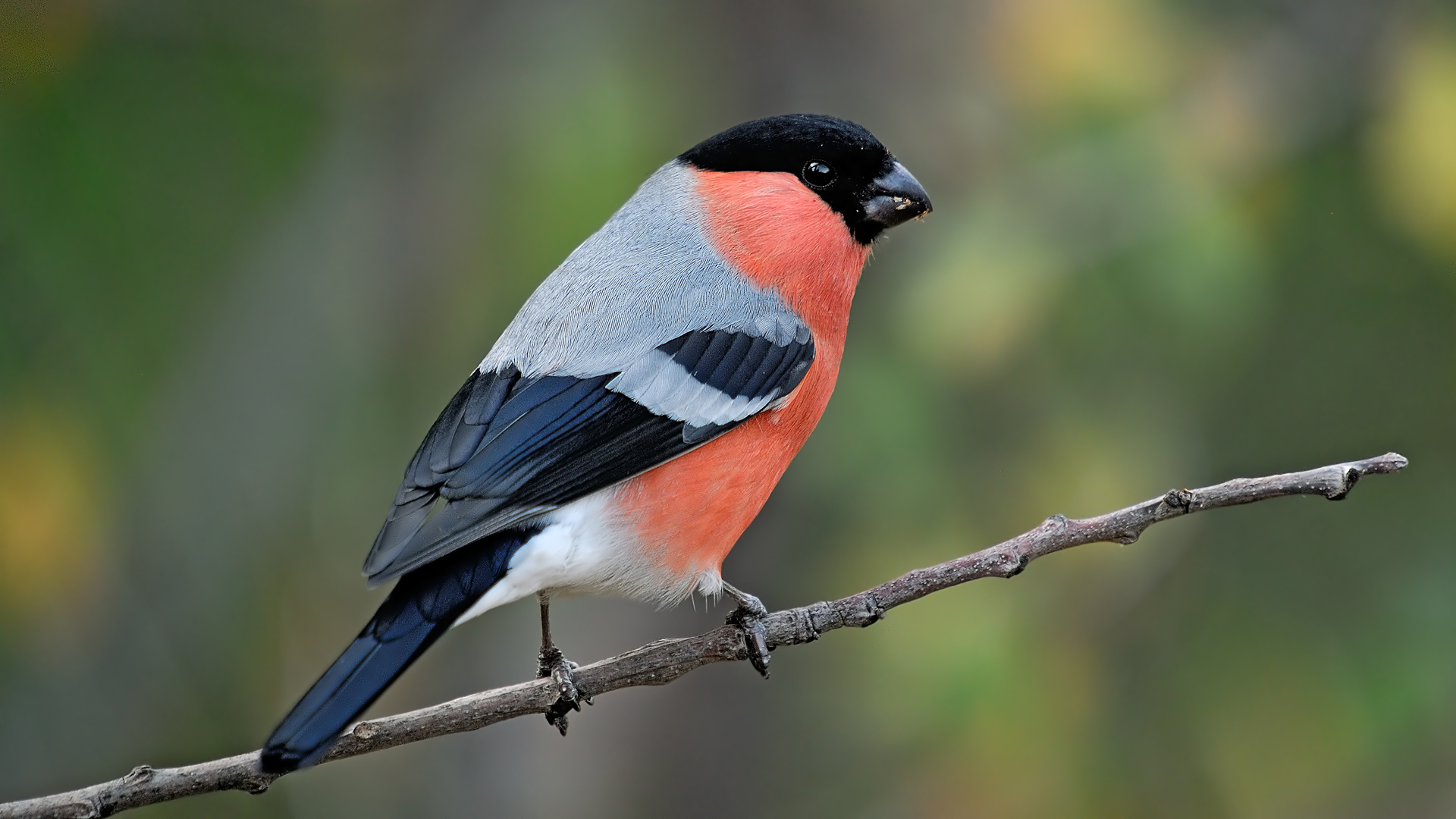 Şakrak » Eurasian Bullfinch » Pyrrhula pyrrhula