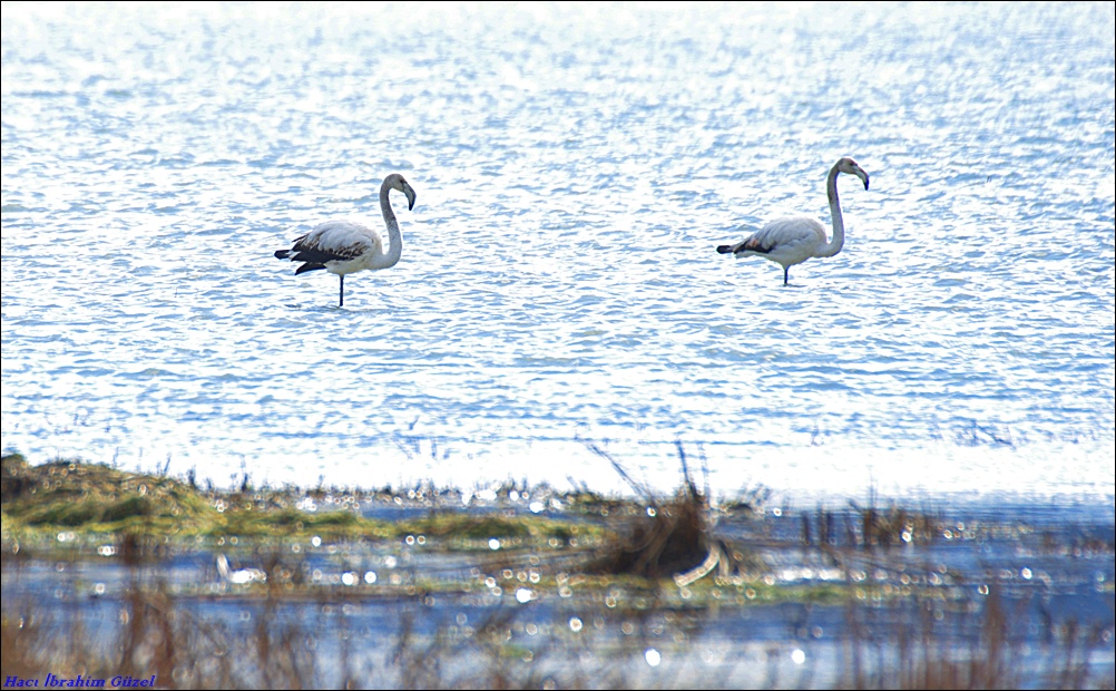 Flamingo