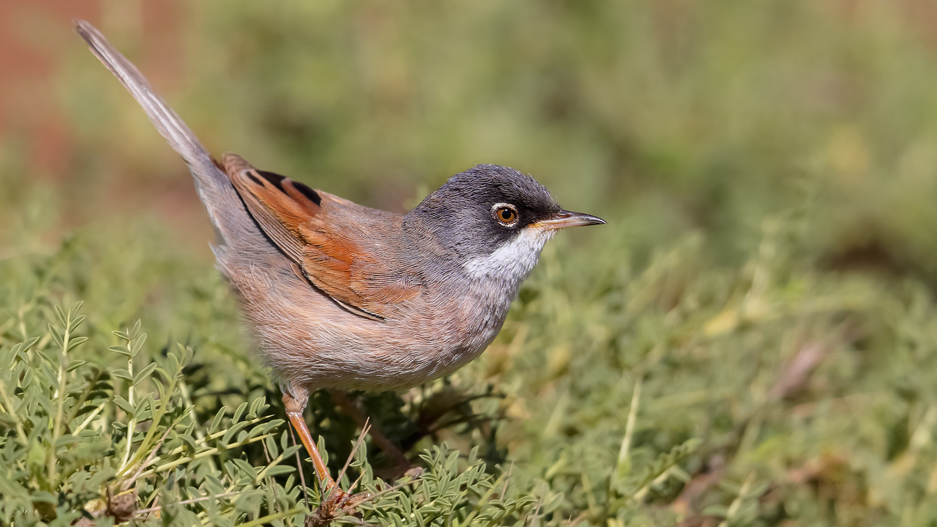 Bozkır ötleğeni » Spectacled Warbler » Sylvia conspicillata