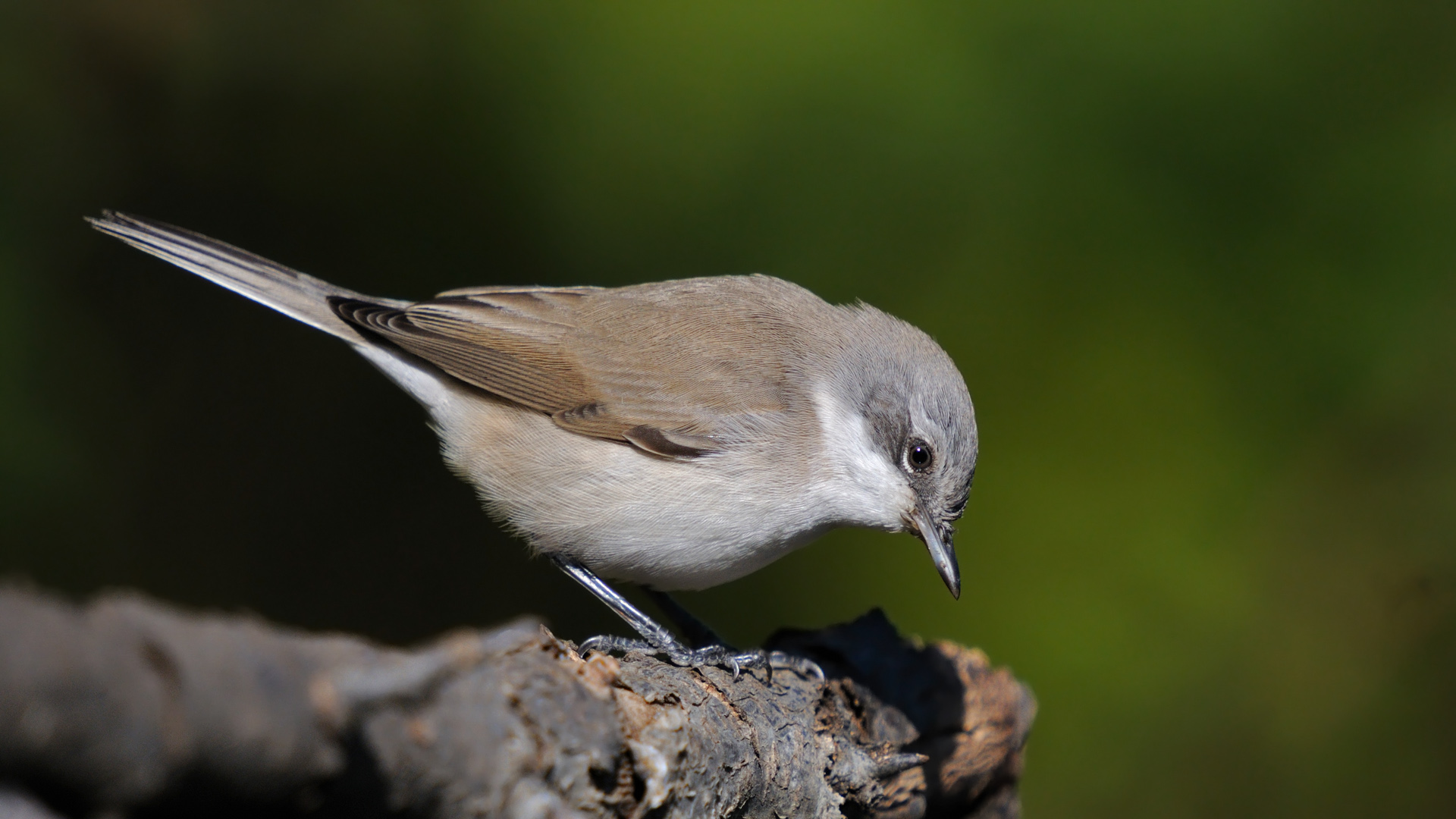 Küçük akgerdanlı ötleğen » Lesser Whitethroat » Sylvia curruca