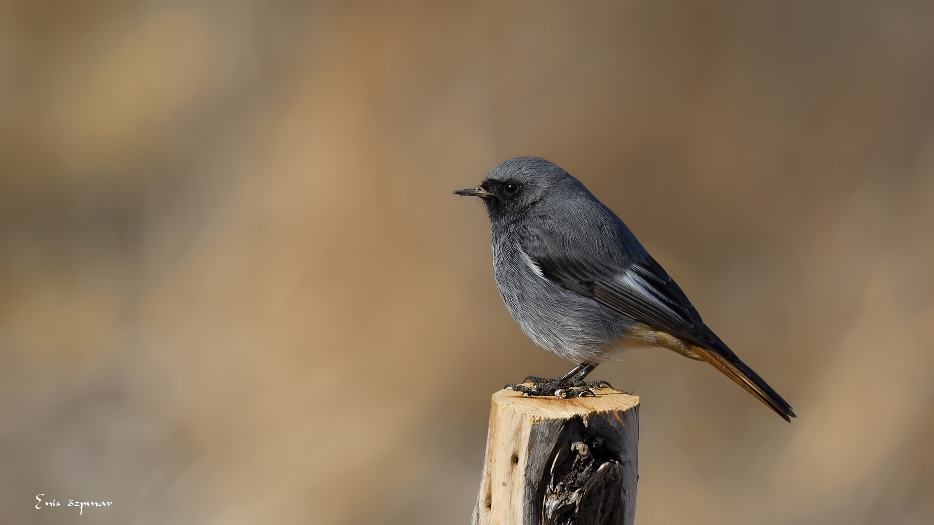 Kara kızılkuyruk » Black Redstart » Phoenicurus ochruros