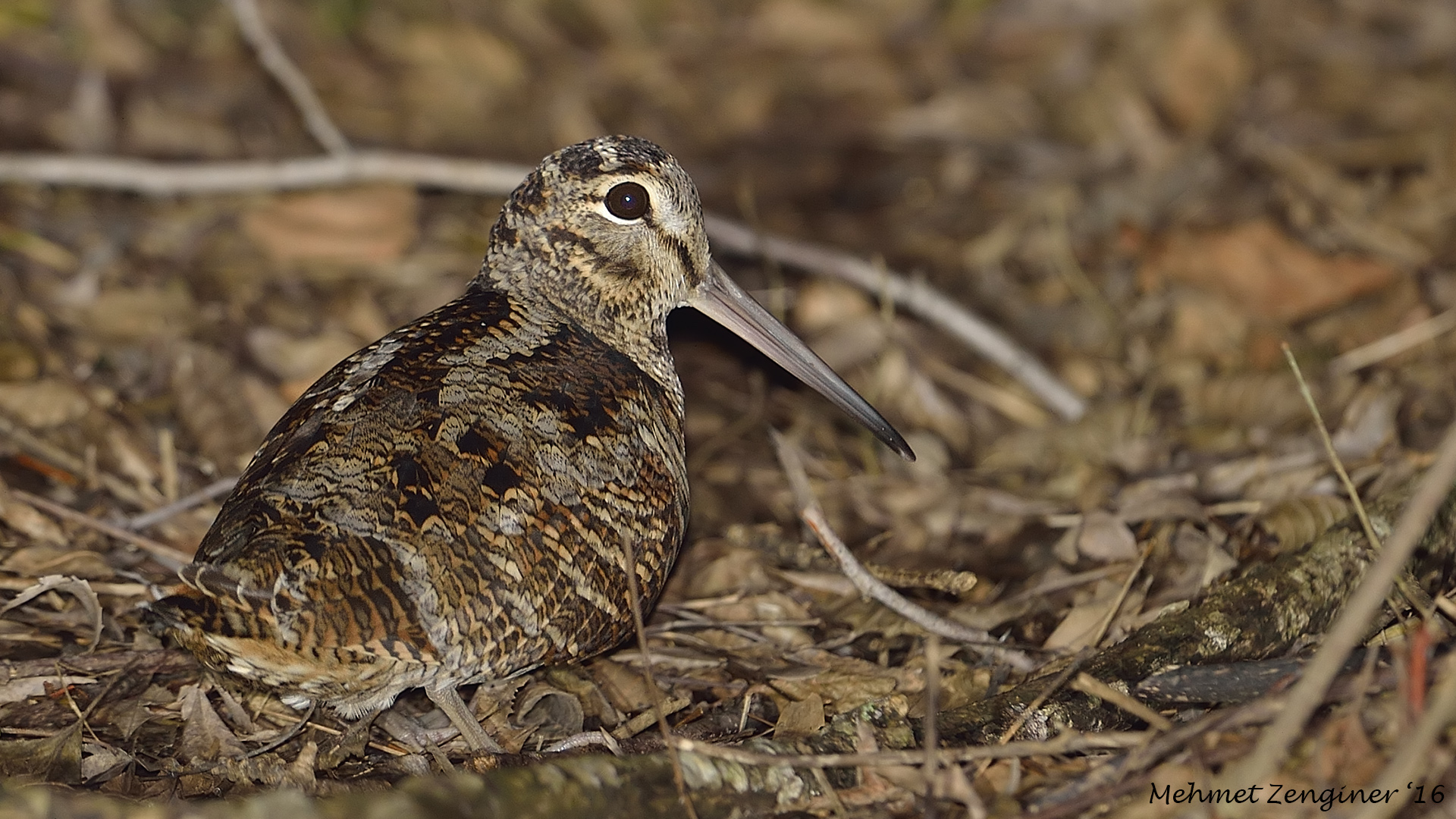 Çulluk » Eurasian Woodcock » Scolopax rusticola