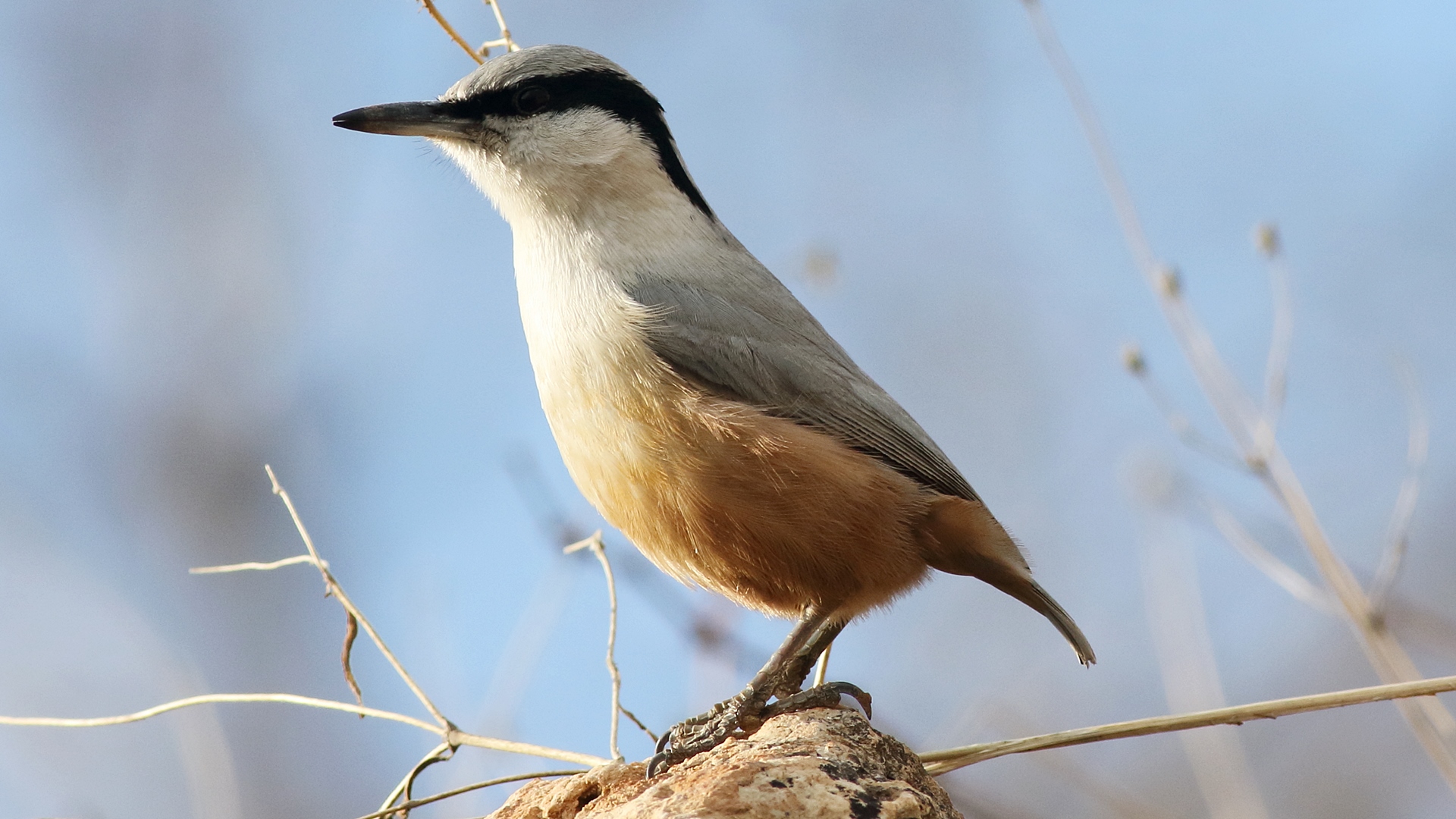 Büyük kaya sıvacısı » Eastern Rock Nuthatch » Sitta tephronota