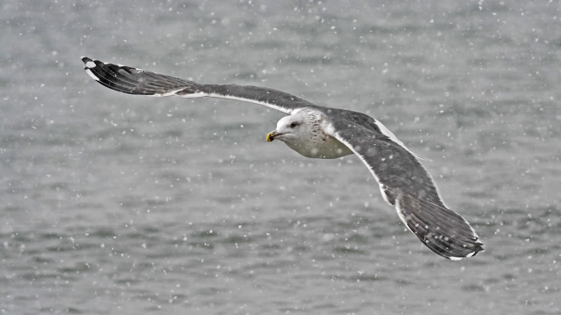 Büyük karasırtlı martı » Great Black-backed Gull » Larus marinus