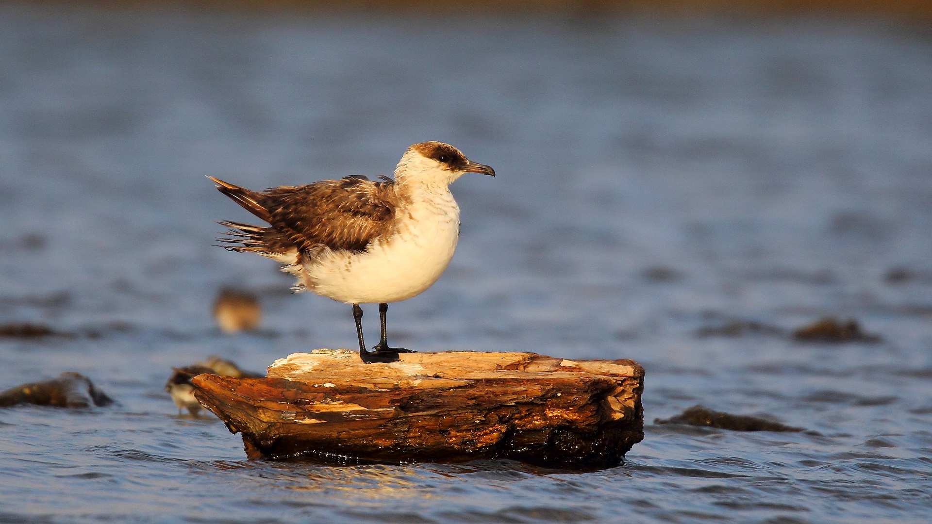 Korsanmartı » Parasitic Jaeger » Stercorarius parasiticus