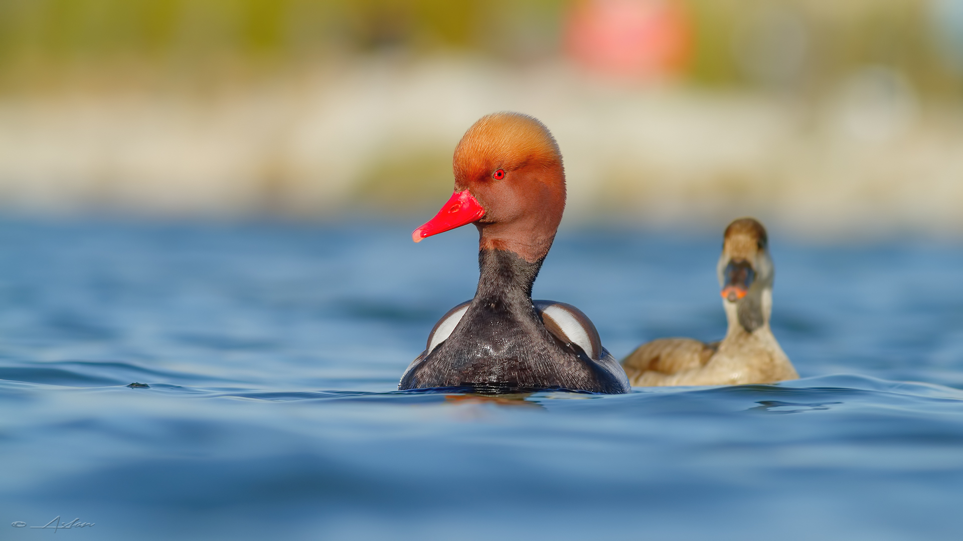 Macar ördeği » Red-crested Pochard » Netta rufina