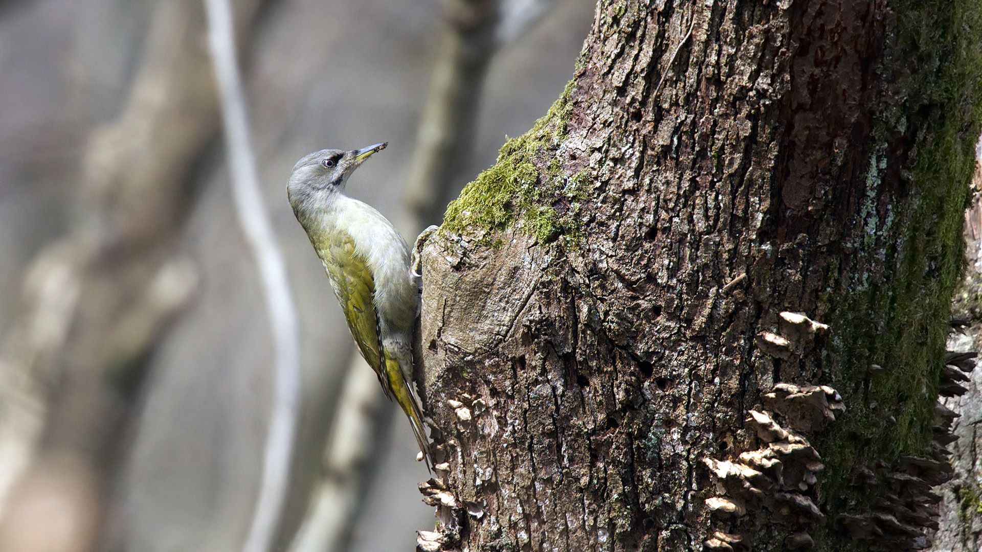 Küçük yeşil ağaçkakan » Grey-headed Woodpecker » Picus canus