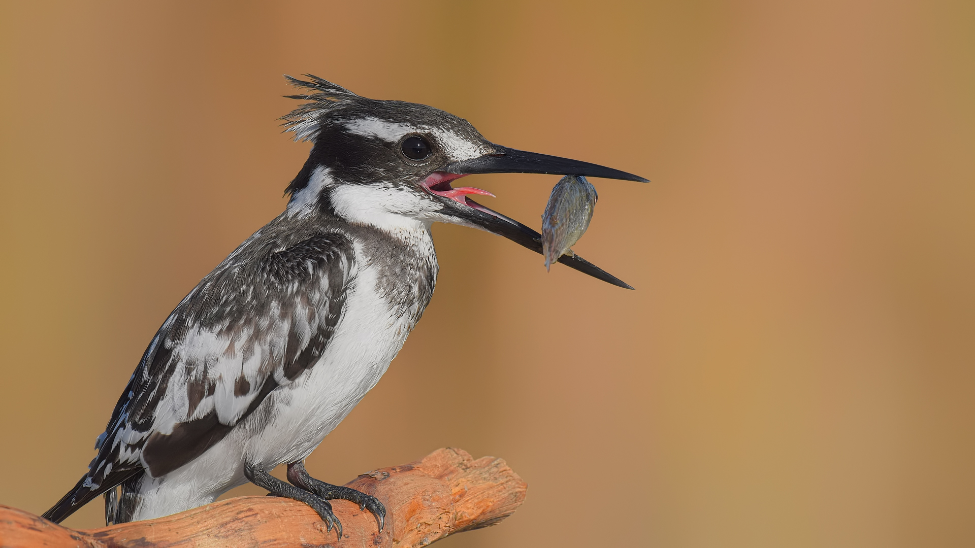 Alaca yalıçapkını » Pied Kingfisher » Ceryle rudis