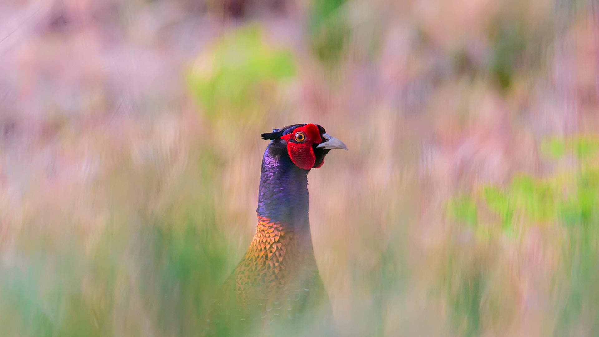 Sülün » Common Pheasant » Phasianus colchicus