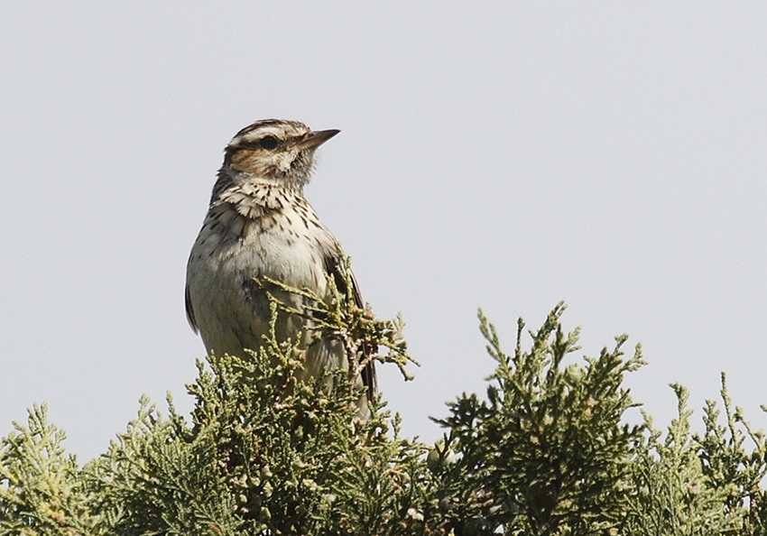 Orman toygarı