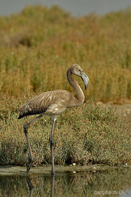 Flamingo