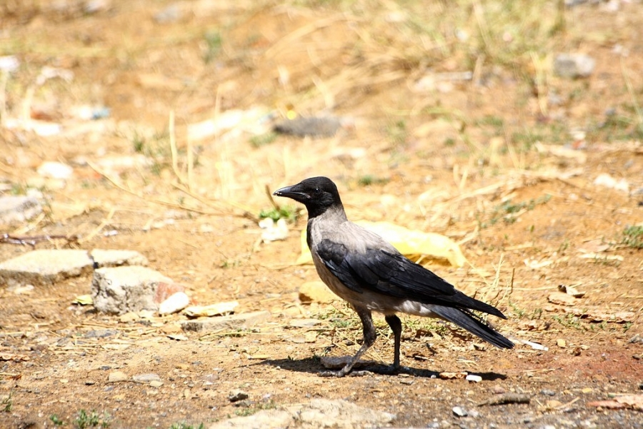 Leş kargası