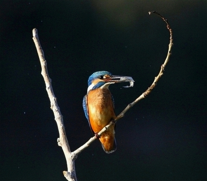 Yalıçapkını