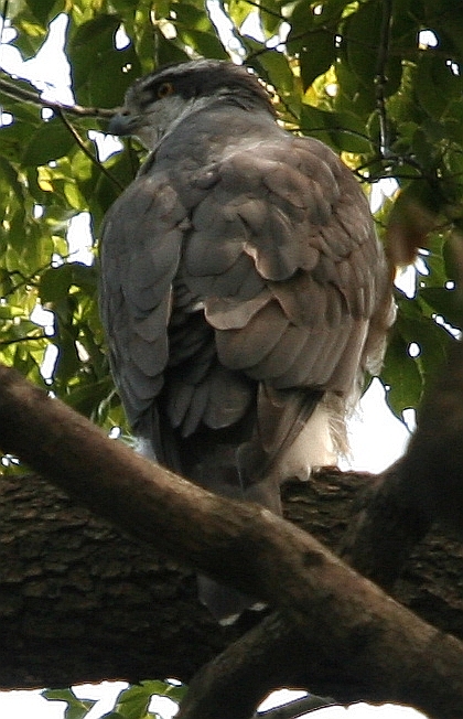 Çakır