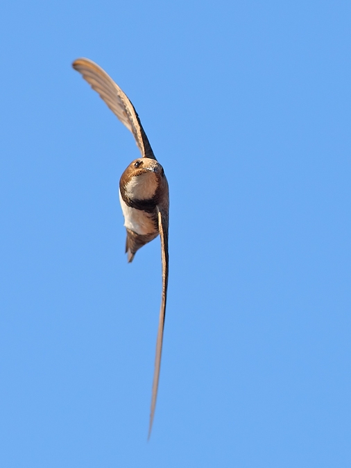 Akkarınlı ebabil