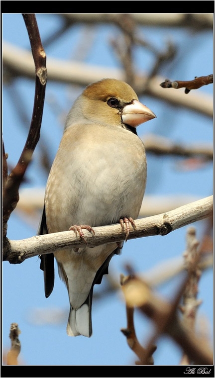 Kocabaş