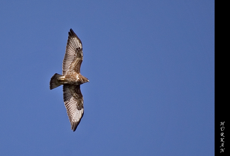 Şahin