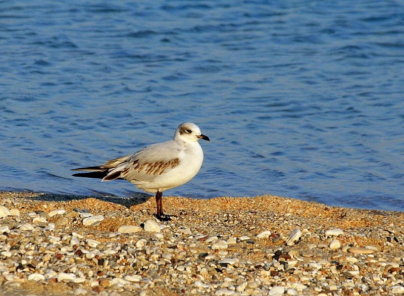 Akdeniz martısı