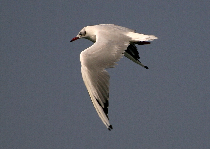 Karabaş martı