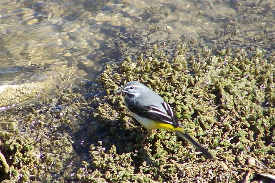 Dağ kuyruksallayanı