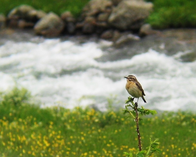 Çayır taşkuşu