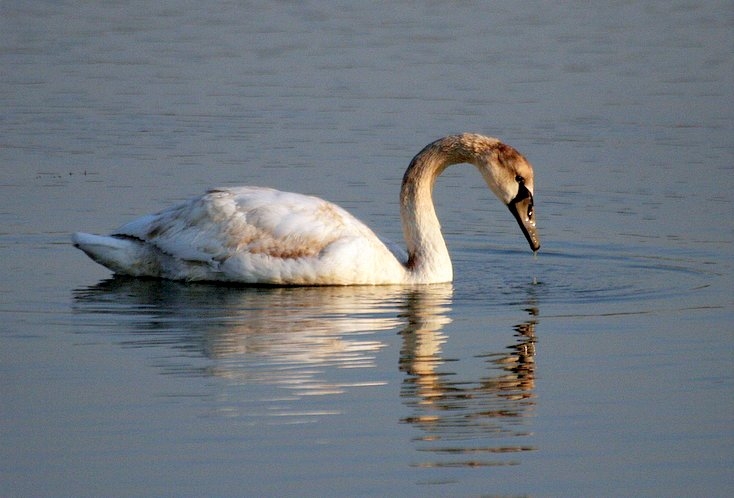 Kuğu