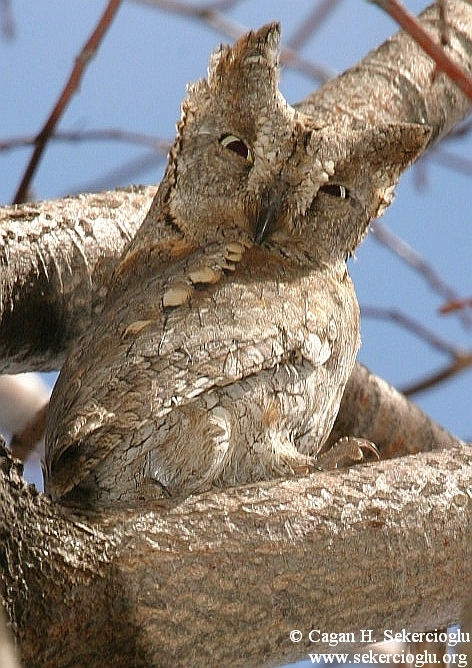 İshakkuşu