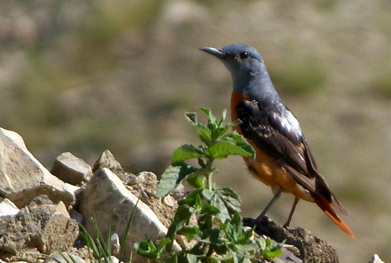 Taşkızılı